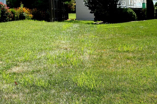 How To Kill Nutgrass In Lawn