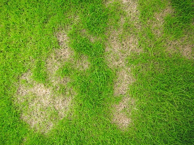 What Causes Fungus On Lawns