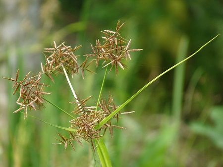 How To Kill Nutgrass In Lawn