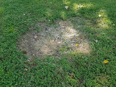 What Causes Lawn Depressions