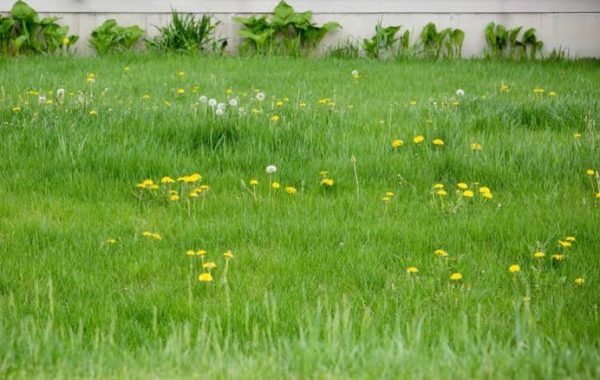 How To Kill Winter Weeds In Lawn