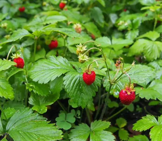 What Kills Wild Strawberries In Lawn