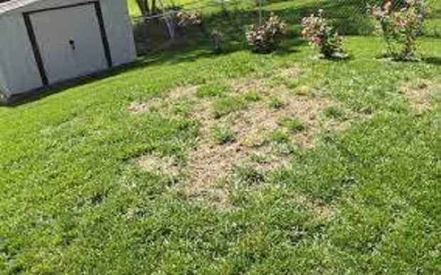 What Causes Bare Spots In Lawn
