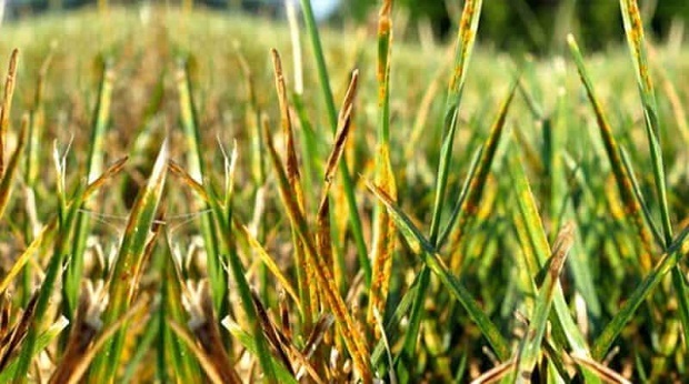 How To Get Rid Of Lawn Rust